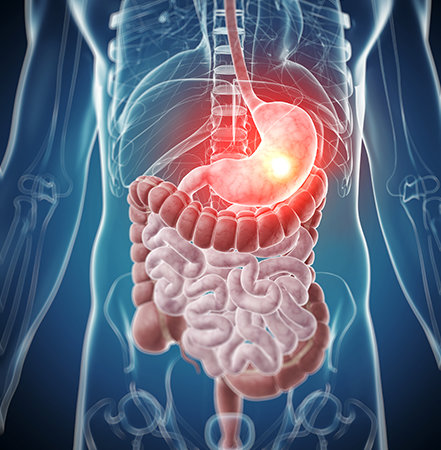 Medical Image - Digestive System