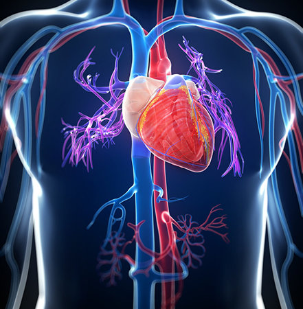 Medical Image - Cardiovascular System