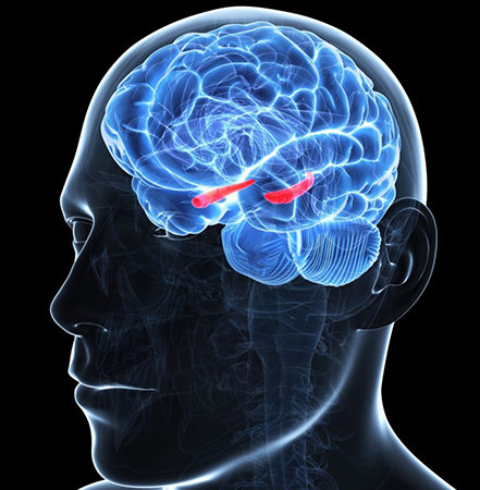 Medical Image - Limbic System